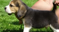 Známa kinológa učil určiť, ako silné šteňa bude vyzerať, keď rastie